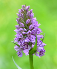 Dactylorhiza sibirica