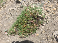 Eriogonum coloradense