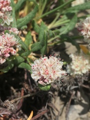 Eriogonum coloradense