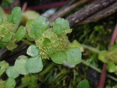 Pilea peploides major