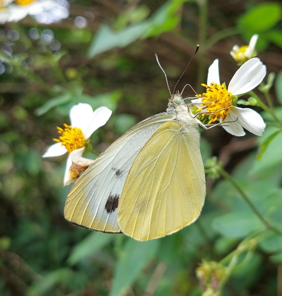 Dark-banded White