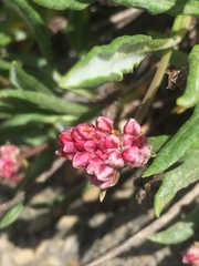 Eriogonum coloradense