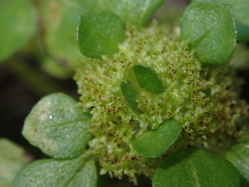 Pilea peploides