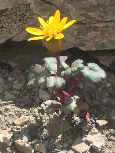 Porter's groundsel (Packera porteri)