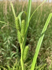 Carex frankii