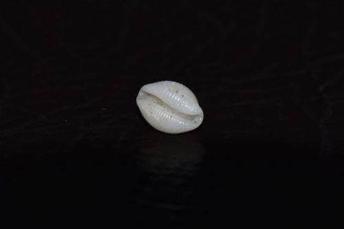 Trivirostra hordacea observed 2012-06-03