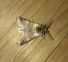 Furcula occidentalis