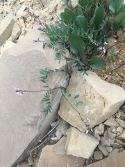 Astragalus robbinsii