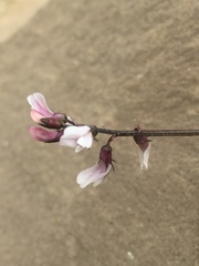 Astragalus robbinsii