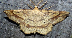 Euchlaena deplanaria