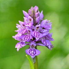 Dactylorhiza sibirica