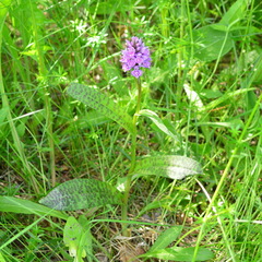 Dactylorhiza sibirica
