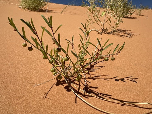 Image of Phyllanthus warnockii by (c) william_hoyer, some rights reserved (CC BY)