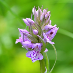 Dactylorhiza sibirica