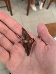 Psychocampa camarinus