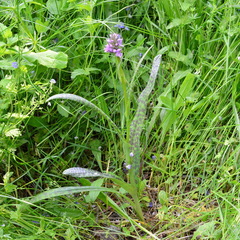 Dactylorhiza sibirica