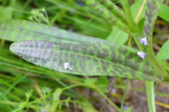 Dactylorhiza sibirica