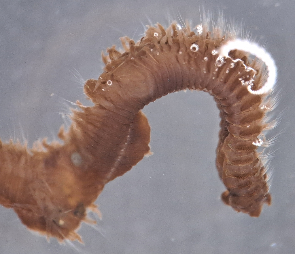 Orbinia sertulata