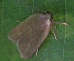 Acompsia cinerella