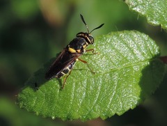 Hoplitimyia constans