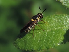 Hoplitimyia constans