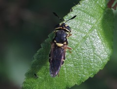 Hoplitimyia constans