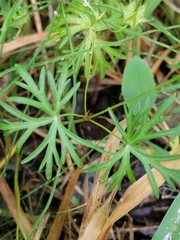 Geranium columbinum