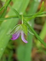 Geranium columbinum