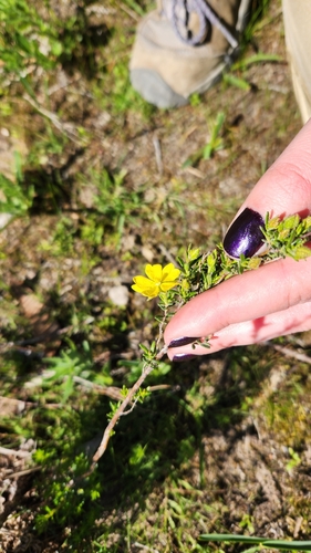 Image of Hibbertia glebosa by (c) emilyhoskin, some rights reserved (CC BY)