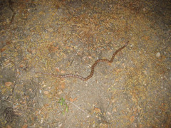 Arizona elegans occidentalis