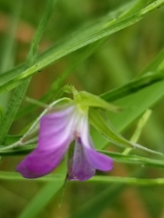 Geranium columbinum