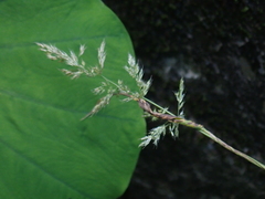 Polypogon fugax