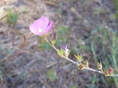 Sidalcea sparsifolia