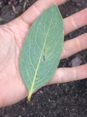 Dendromecon harfordii