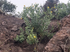 Dendromecon harfordii