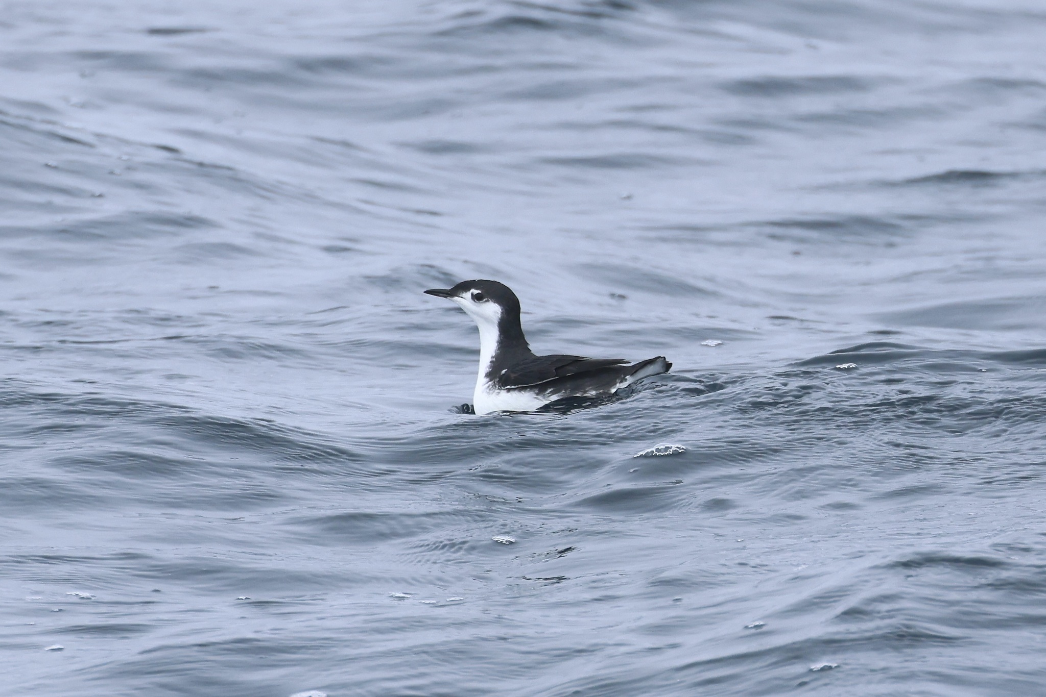 Guadalupe Murrelet (Synthliboramphus hypoleucus), photo 8