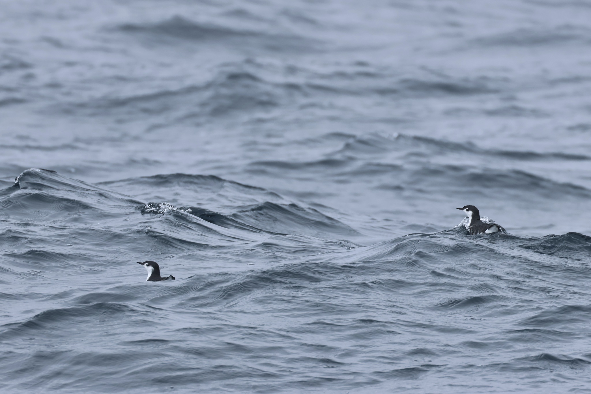 Guadalupe Murrelet (Synthliboramphus hypoleucus), photo 10