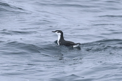Guadalupe Murrelet (Synthliboramphus hypoleucus), photo 5