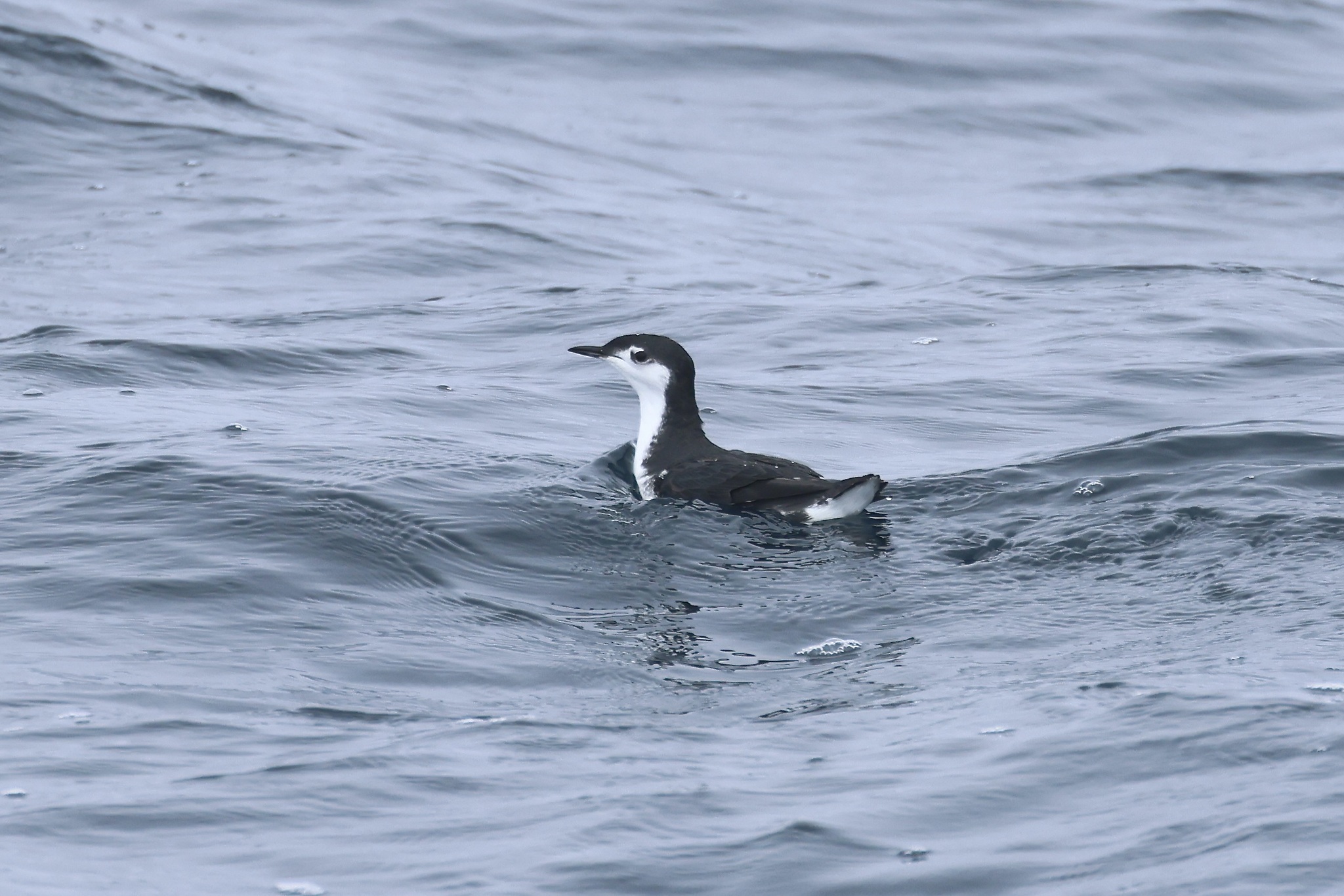 Guadalupe Murrelet (Synthliboramphus hypoleucus), photo 7