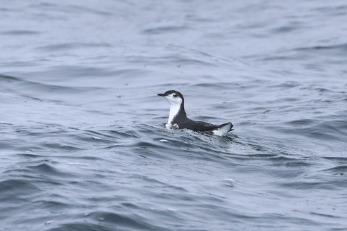 Guadalupe Murrelet (Synthliboramphus hypoleucus), photo 4