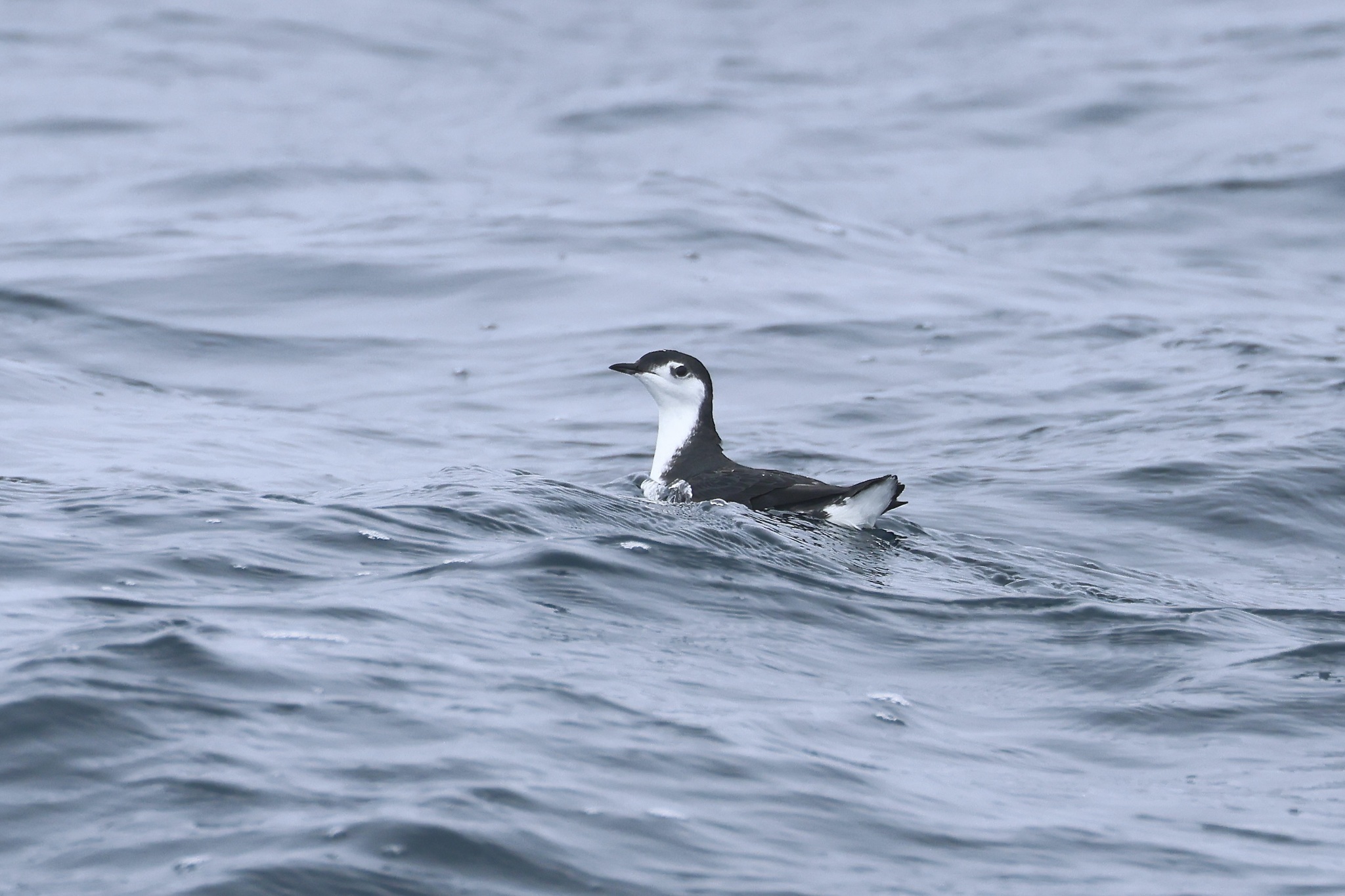 Guadalupe Murrelet (Synthliboramphus hypoleucus), photo 6