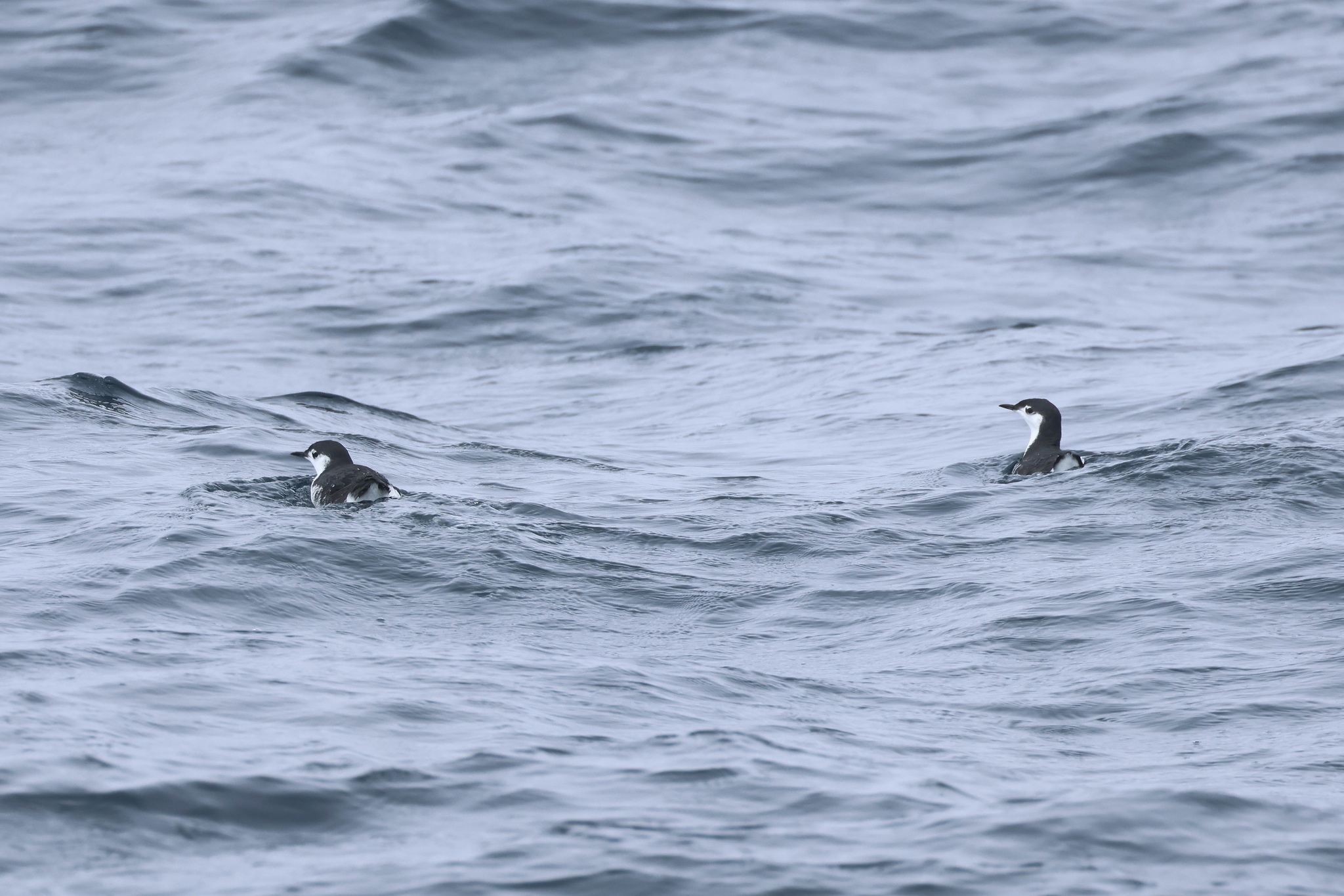 Guadalupe Murrelet (Synthliboramphus hypoleucus), photo 9