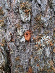 Dendroctonus rufipennis
