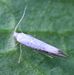 Argyresthia retinella