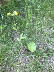 Geum macrophyllum perincisum