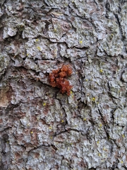 Dendroctonus rufipennis