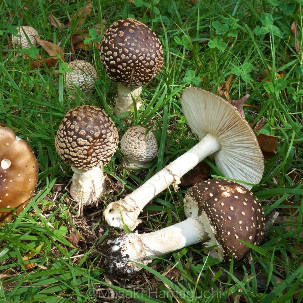 Japanese Ringed-Bulb Amanita