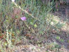 Sidalcea sparsifolia