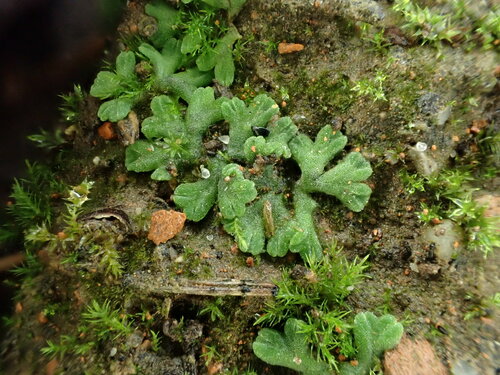 Riccia gothica