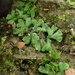 Riccia gothica - Photo (c) Stefan Gey, algunos derechos reservados (CC BY-NC), subido por Stefan Gey